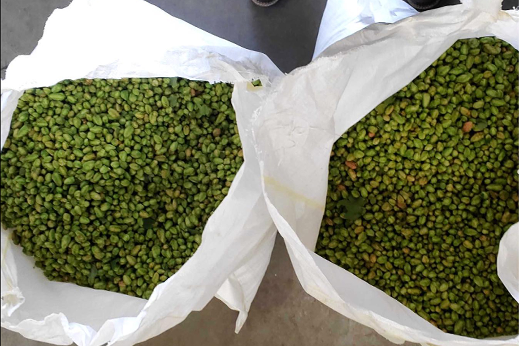 Two open bags of hops.