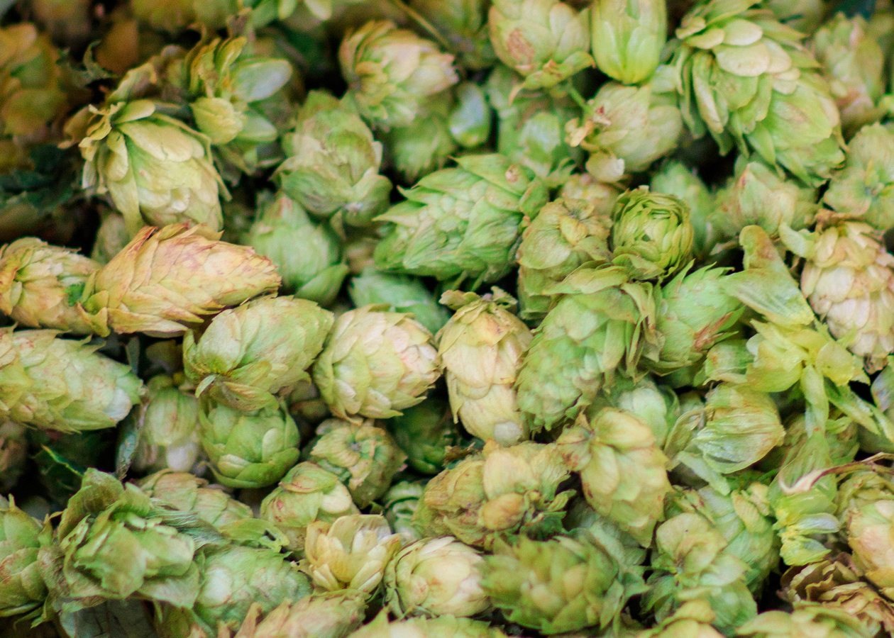 Close up image of hops